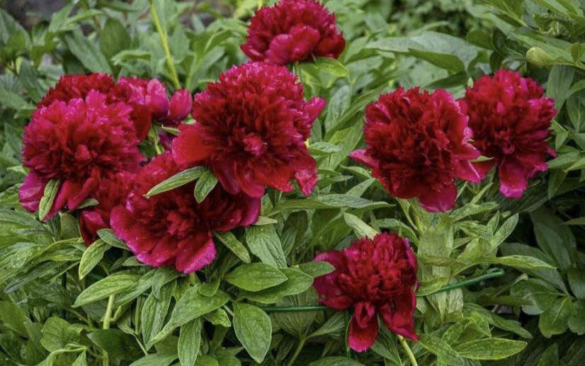 Red Charm Peonies in the Garden