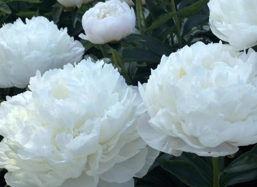 Duchesse de Nemours is the most popular white peony.