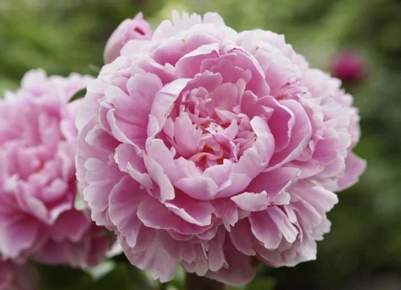 Sarah Bernhardt | Famous Soft Pink Peony