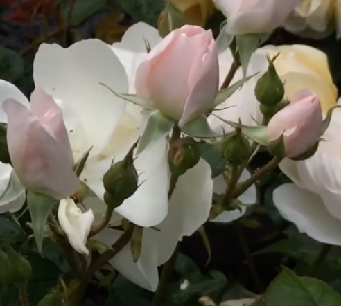 Desdemona | David Austin®