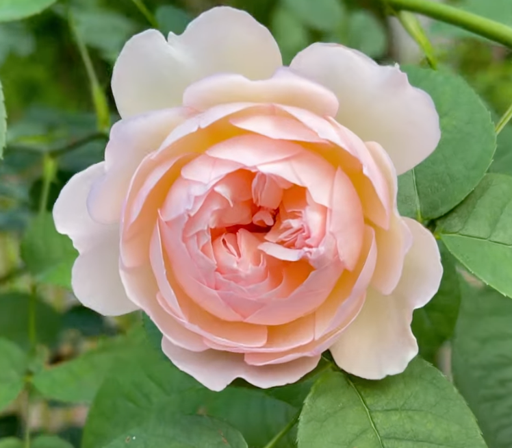 Gentle Hermione | David Austin®