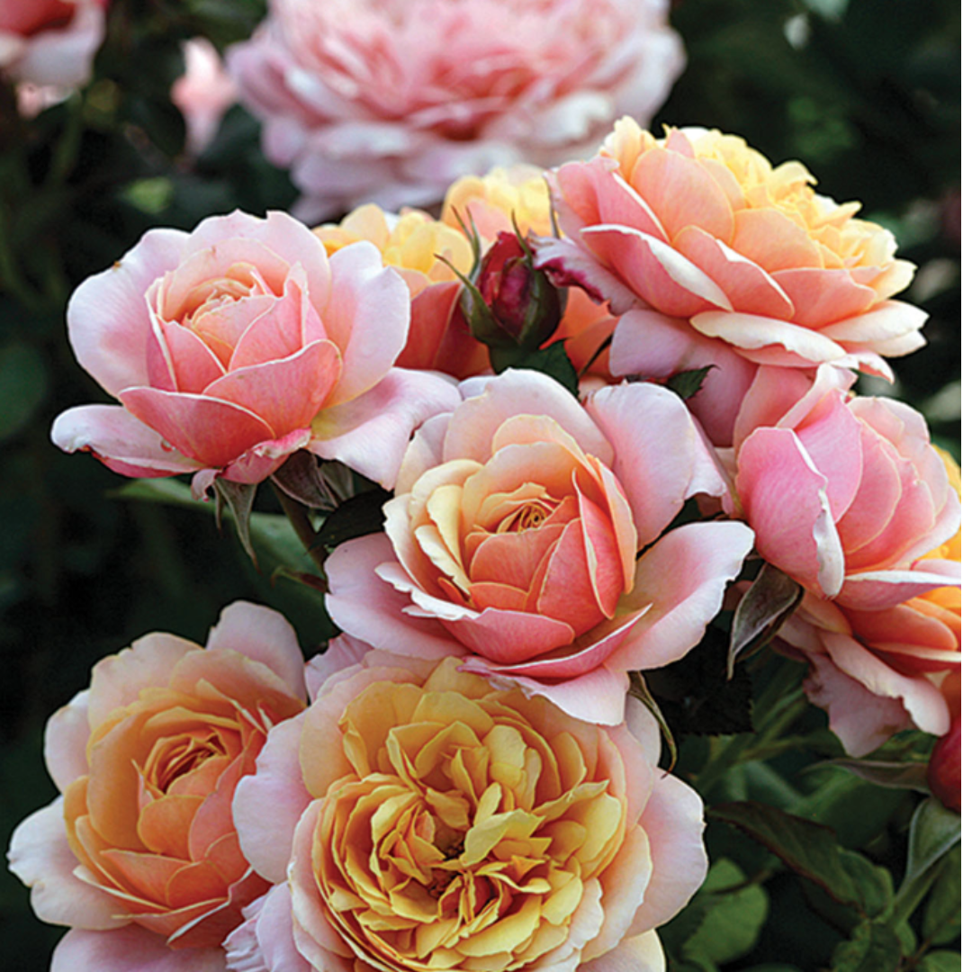 State of Grace™ | Grandiflora Rose