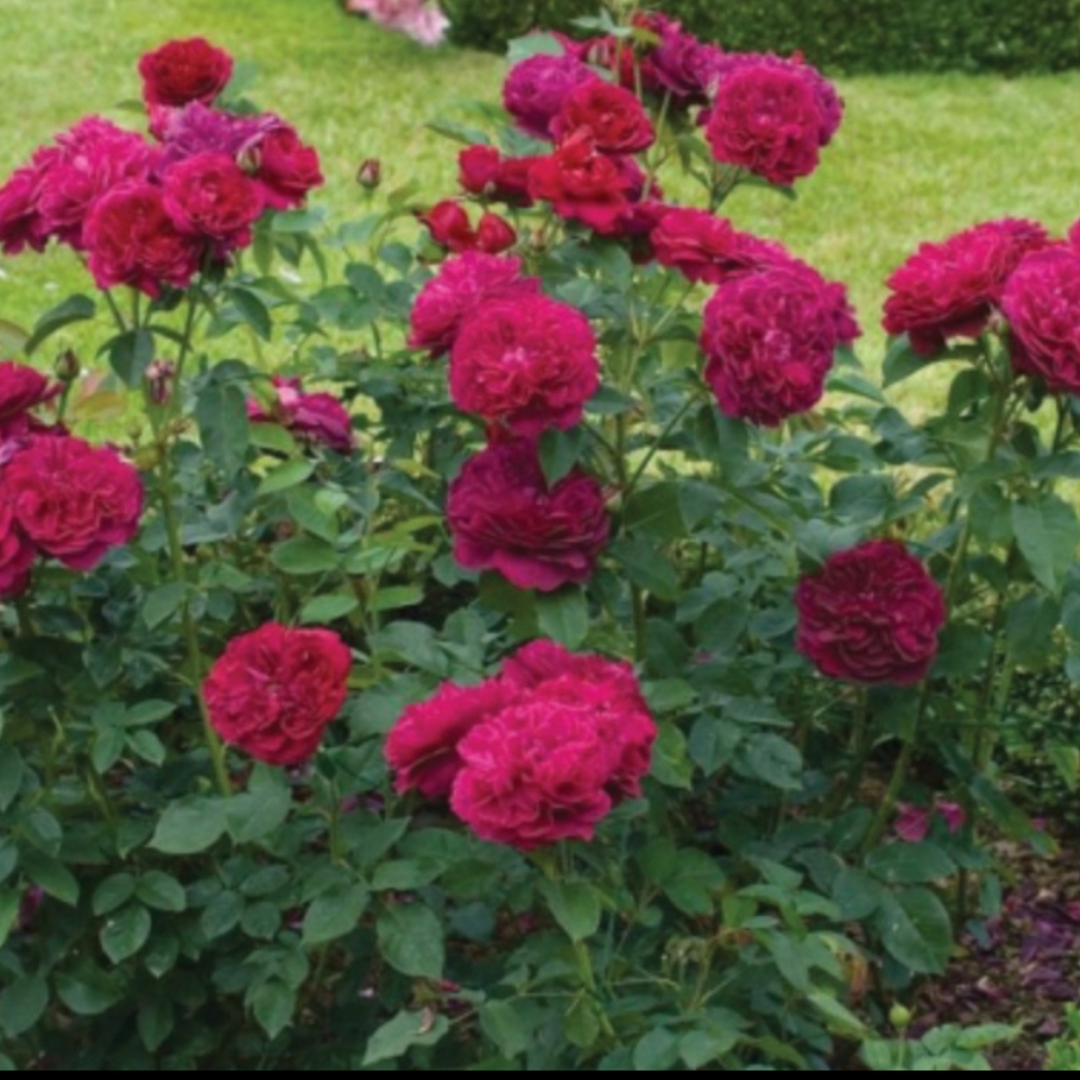 Darcey Bussell | David Austin®