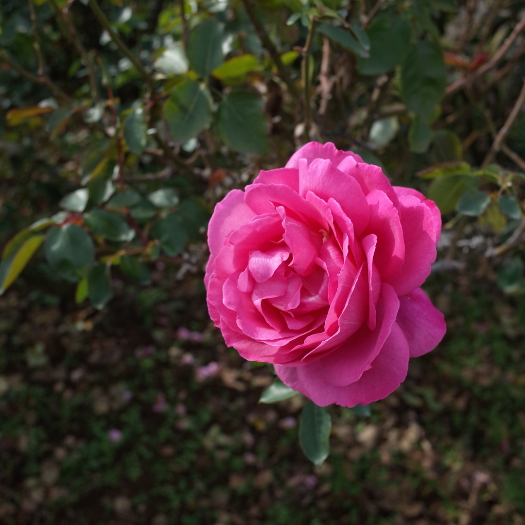 Yves Piaget® | Roses étoilées