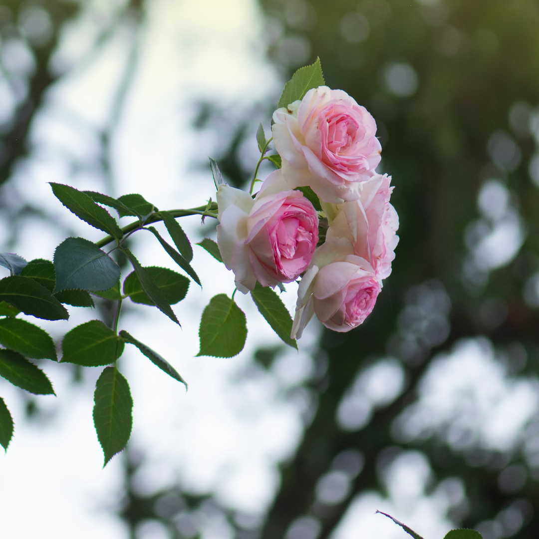 Eden Climber Romantica® | Meilland Roses®