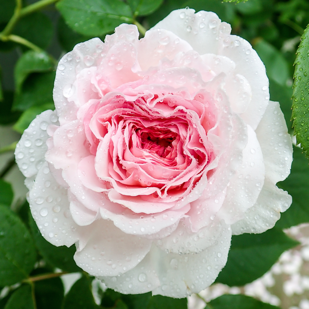 James Galway | David Austin® Climber