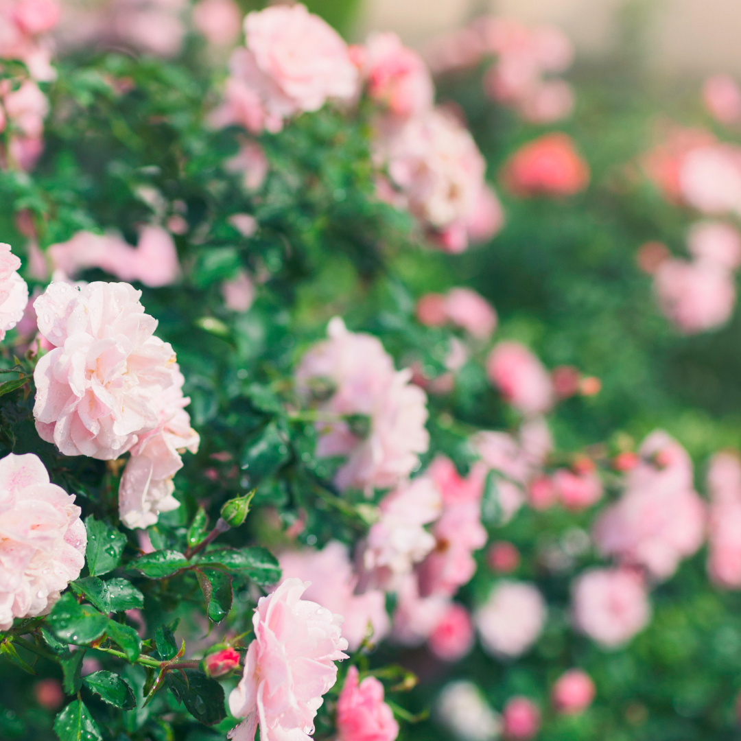 The Generous Gardener | David Austin®