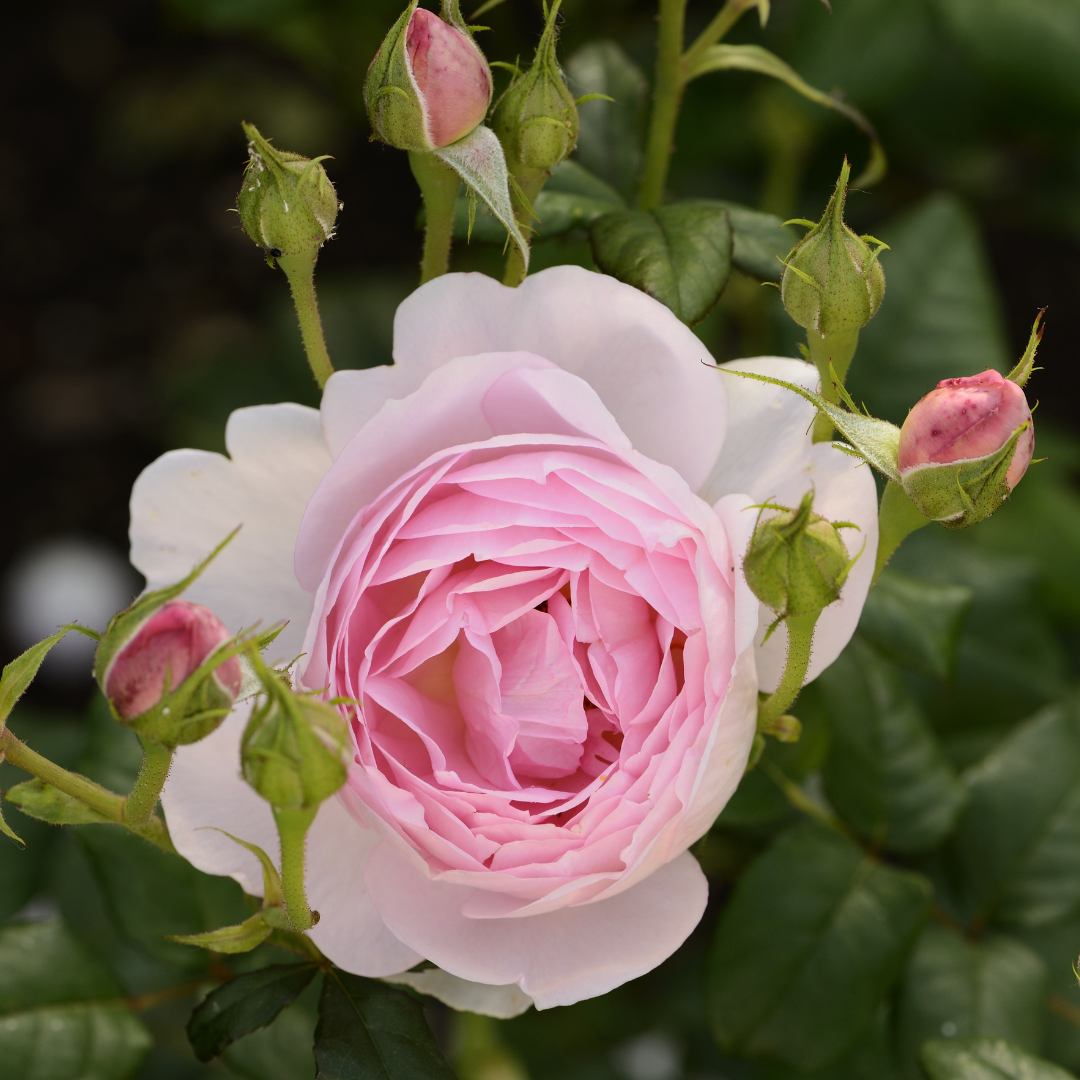 Scepter'd Isle | David Austin®