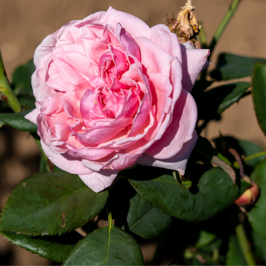 Kiss Me Kate™ | Kordes® Roses