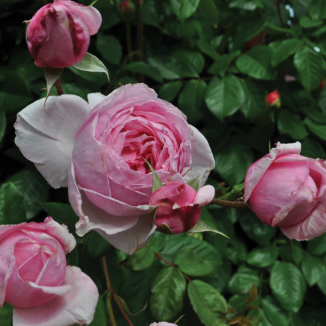 Kiss Me Kate™ | Kordes® Roses