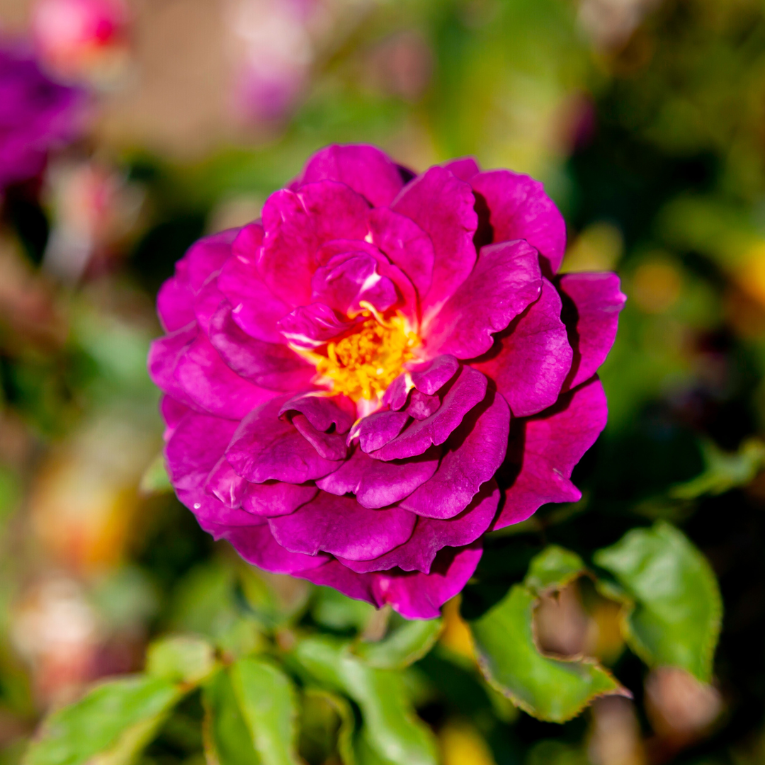Ebb Tide™ | Kordes Rose