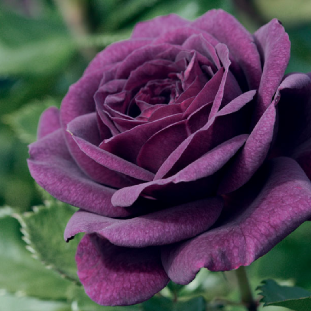 Ebb Tide™ | Kordes Rose
