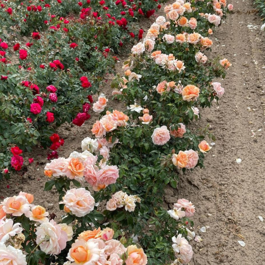 Sunbelt® Soul Sister™ | Kordes Rose