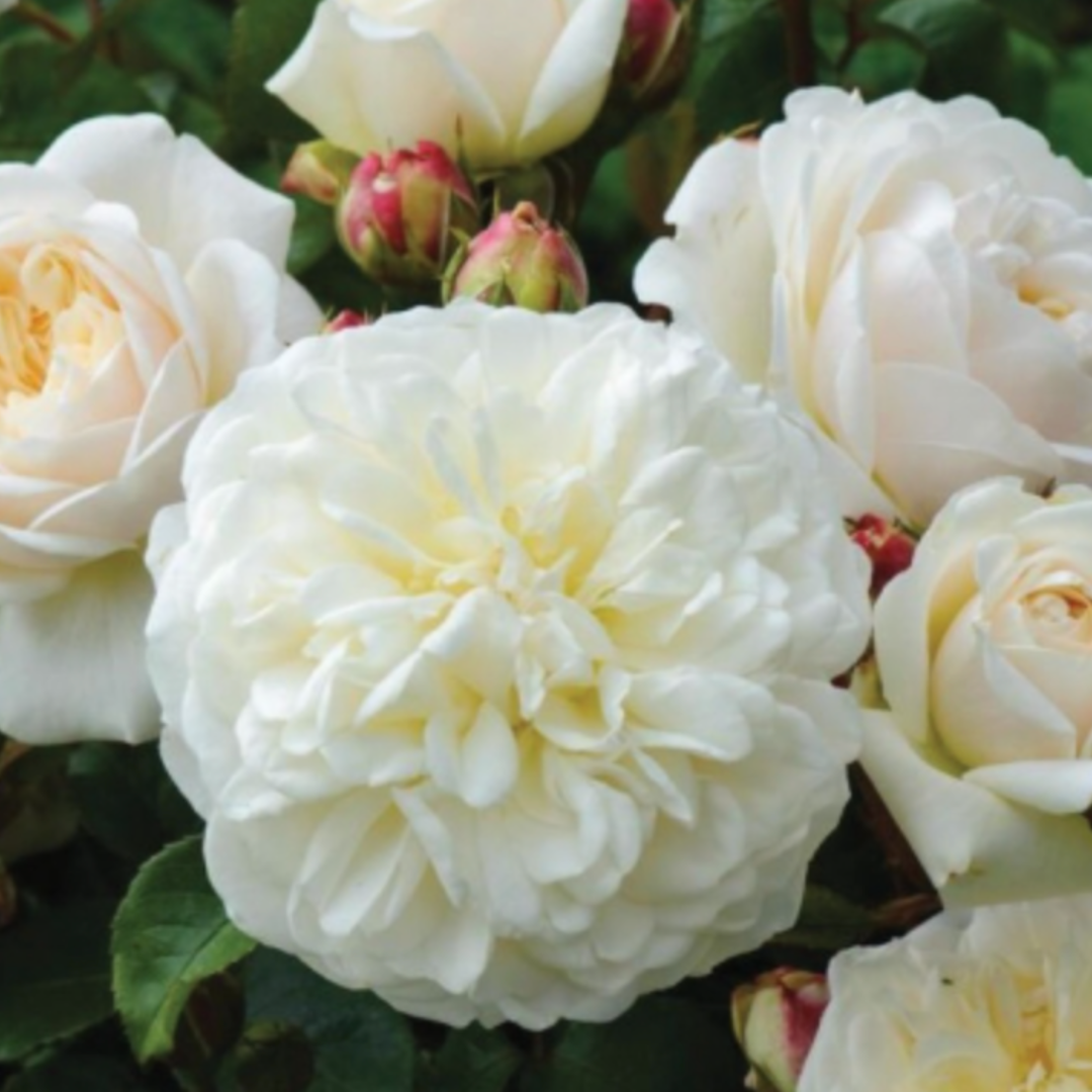 Tranquility | David Austin®