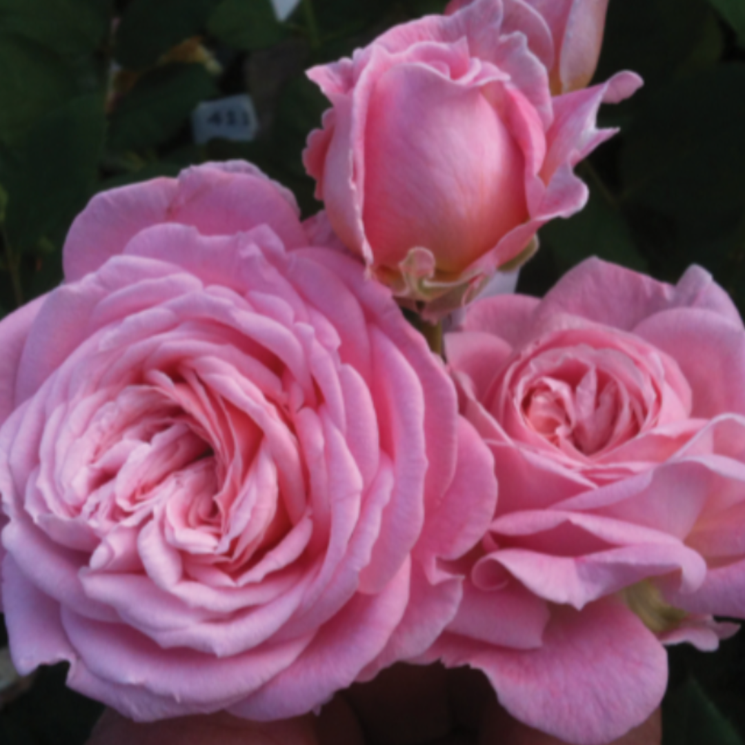 Parfuma® Summer Romance | Kordes