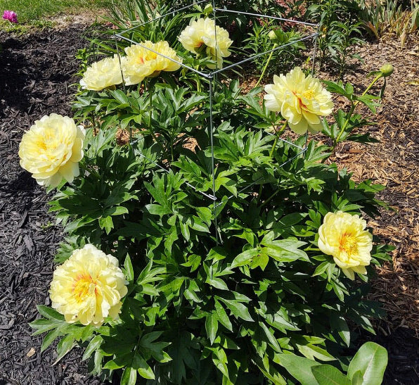 Bartzella | Gold Standard of Yellow Peonies