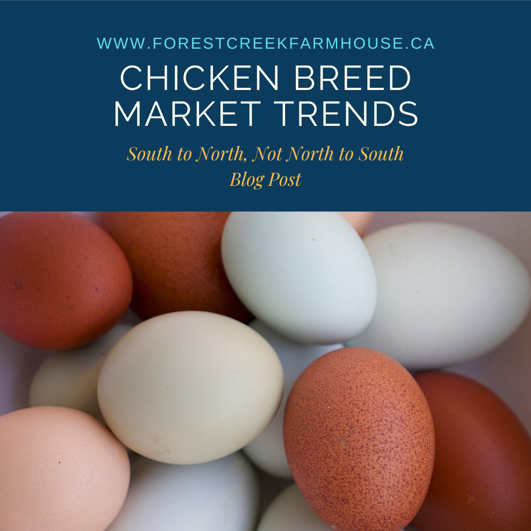 Chicken Breed Market Trends Blog Post Rainbow Eggs