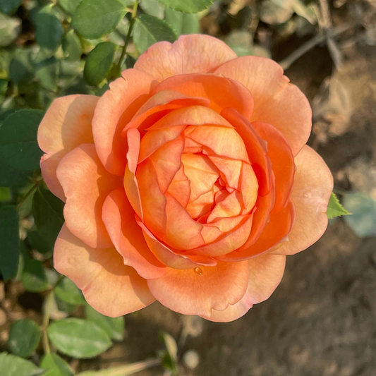 Lady of Shallot David Austin garden rose is cup shaped apricot rose. Grown in Ontario Canada. Photo by Forest Creek Farmhouse