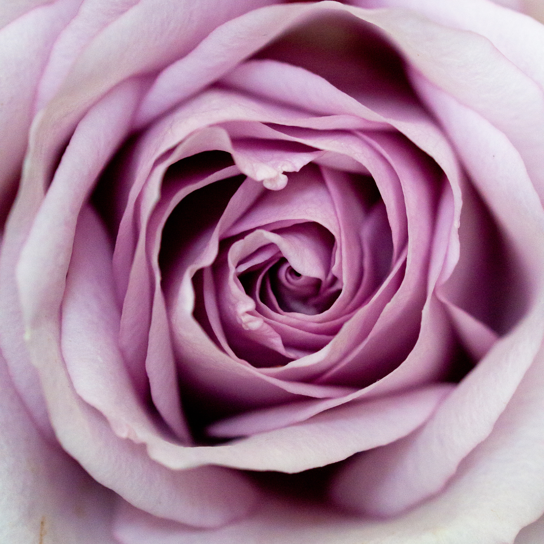 Quicksilver™ Arborose® | Kordes Rose