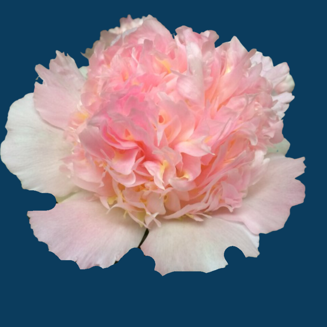 Manhattan | Exclusive Collector's Peony