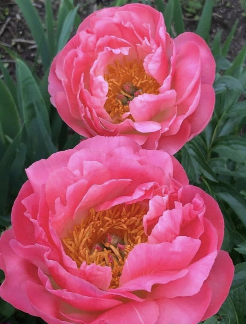 Coral Charm peony has the largest flowers of all the coral peony varieties.