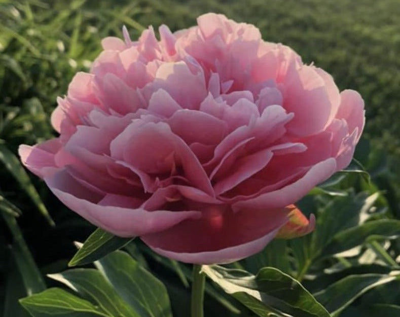 Etched Salmon peony flower is a rose shaped variety.