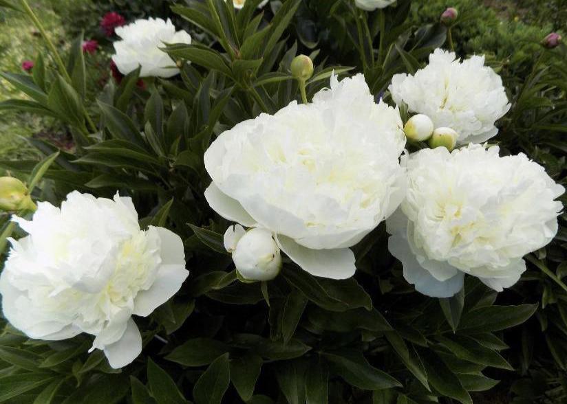 Duchesse de Nemours has large white flowers that require staking.
