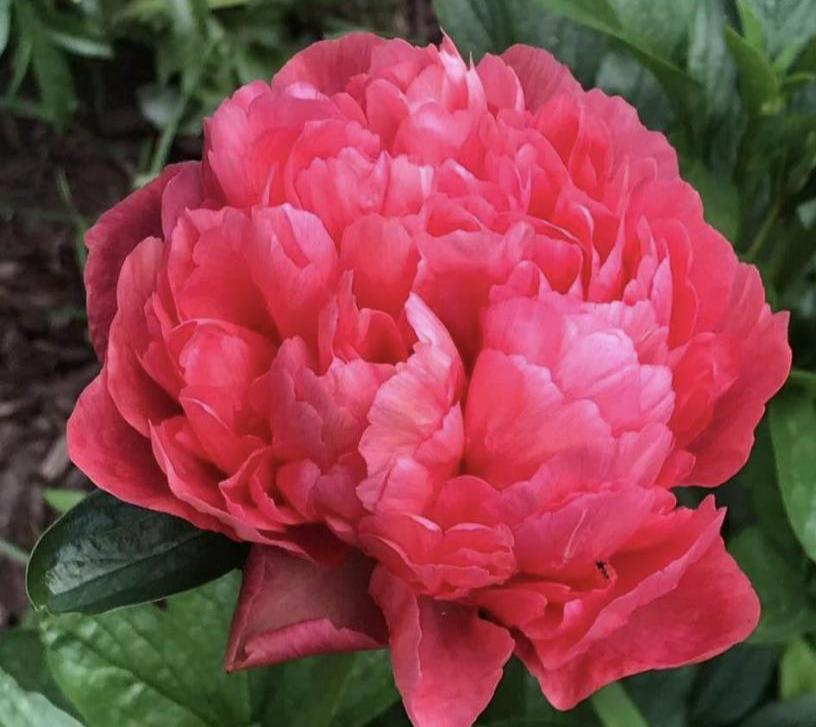Lorelei peonies bloom mid season and reach a height of 2.5 ft.
