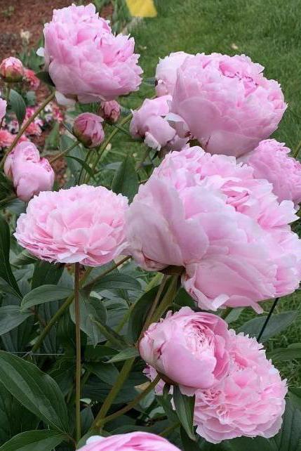 Sarah Bernhardt | Famous Soft Pink Peony