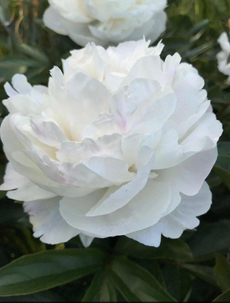 Gardenia peonies are in the list of Top 10 Very Fragrant Peonies.