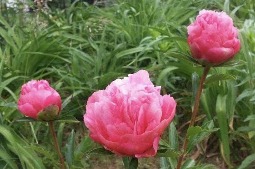 Lorelei peony roots form plants that reach 2.5 ft in height.