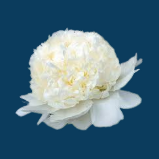 Bridal Shower variety is a white peony with a large flower that is bomb shaped and bred for the wedding industry.