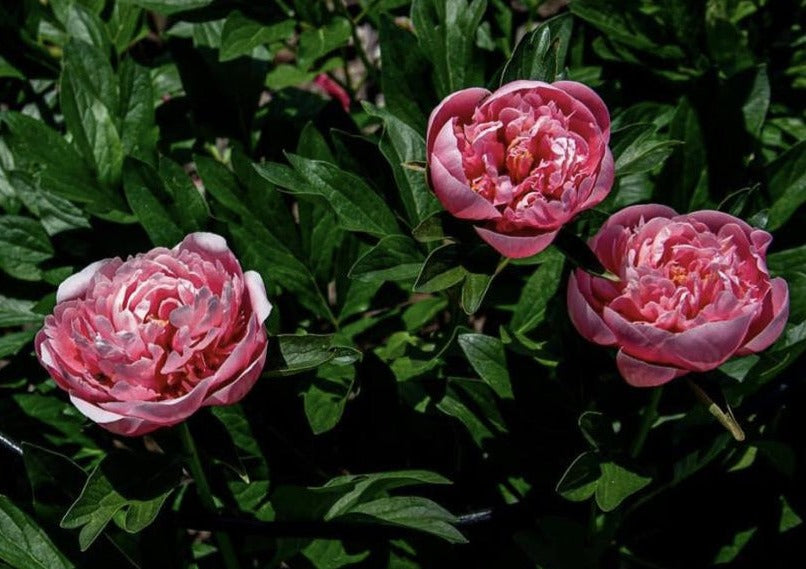 Etched Salmon peony plant in the garden.