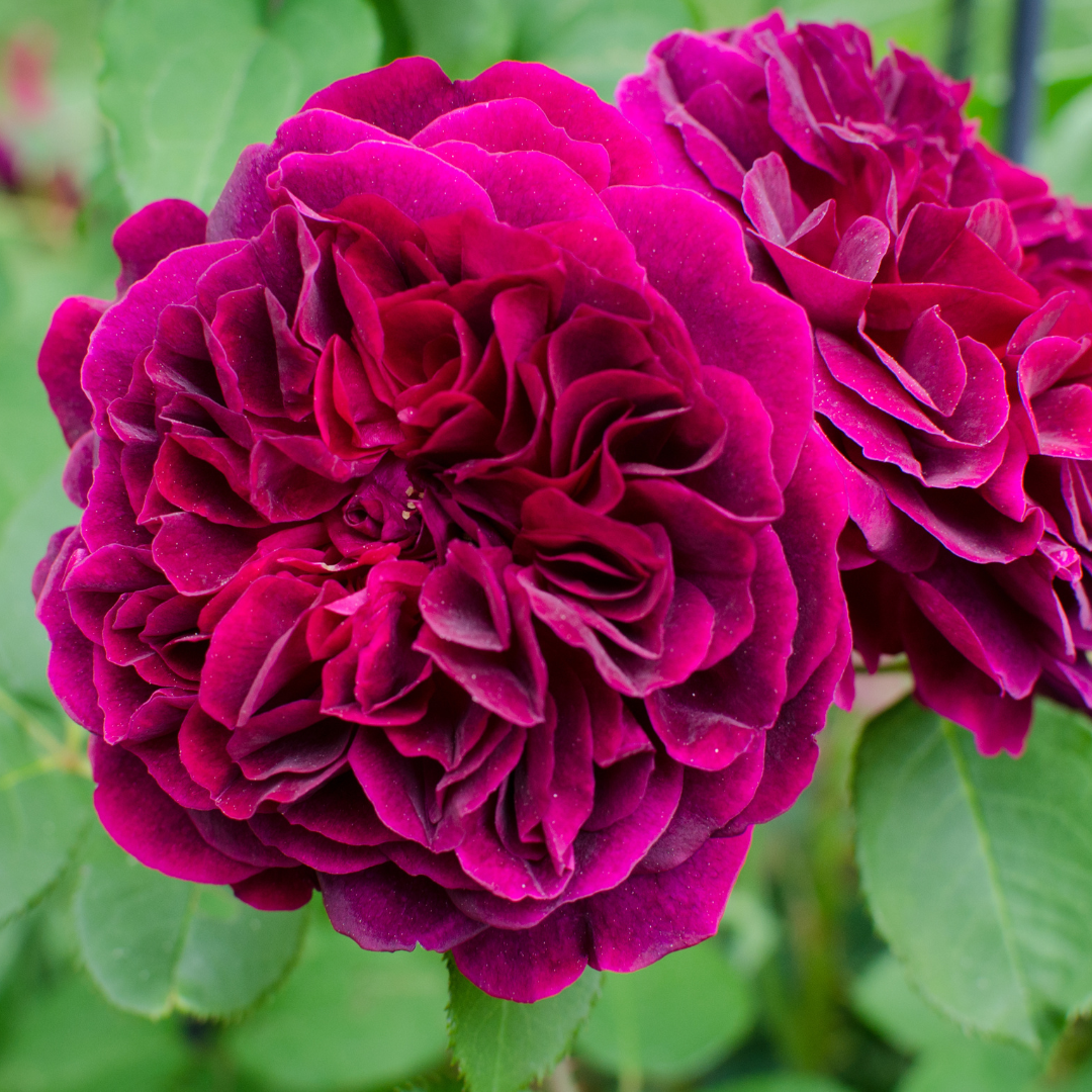 Two deep crimson David Austin Munstead Wood roses side by side close up.