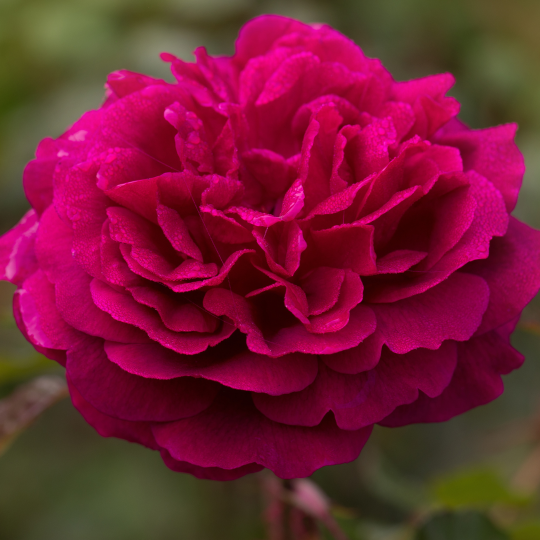 Single portrait of a crimson David Austin Munstead Wood rose. A favourite garden rose for wedding flowers.
