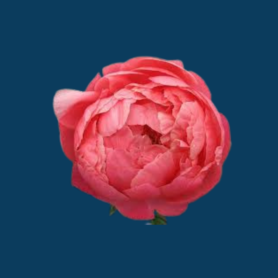 Coral Charm peony starts out as a delicate coral bud that unfurls to a large flower.