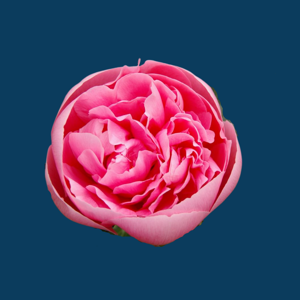 Etched Salmon is one of the more rare peony varieties that has perfectly shaped pink flowers.