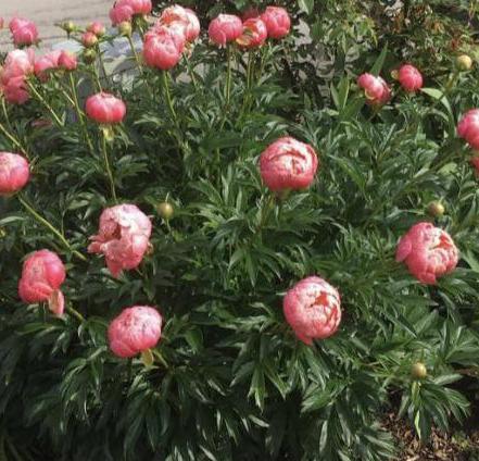 Coral Charm is a large peony plant that does not require staking in the garden.