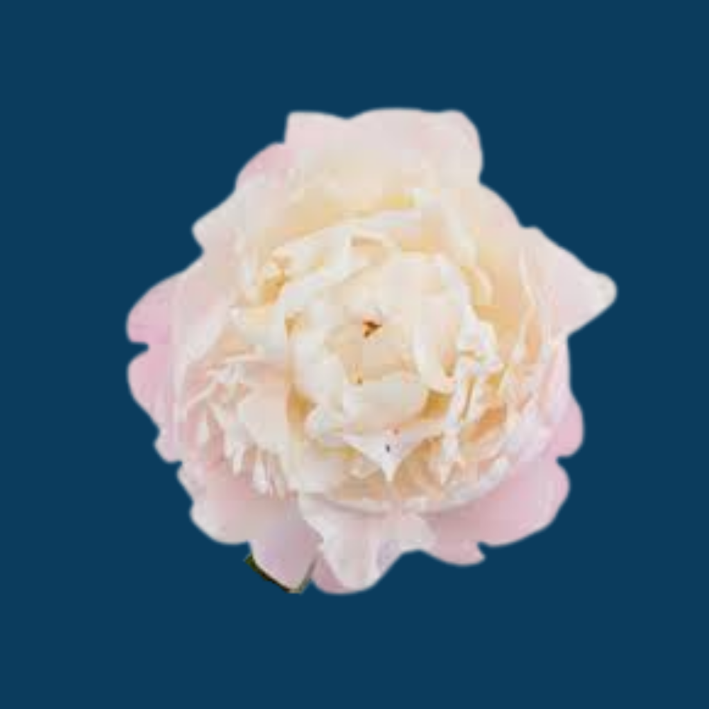 Gardenia peony flowers are blush pink in the bud stage and open to an almost pure white making it a sought after cut flower. 