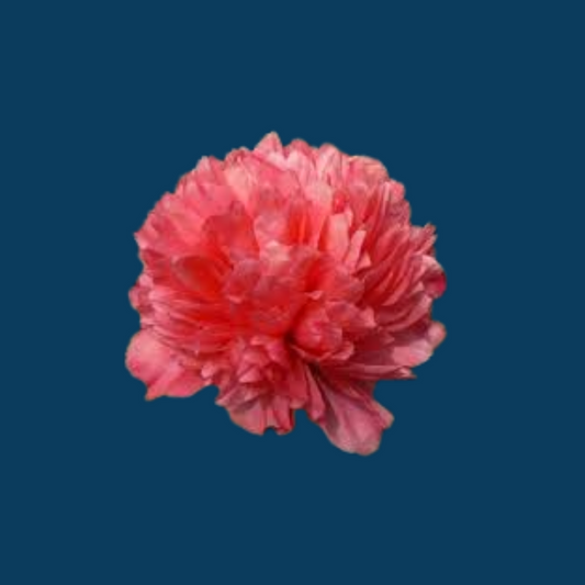 Peonia Lorelei forms a stunning apricot pink peony flower.