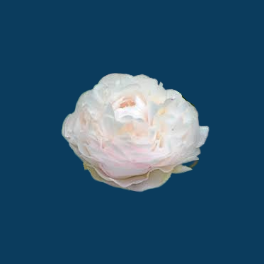 Mother's Choice is one of the most popular blush peony varieties.