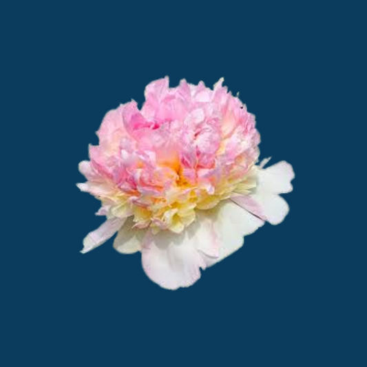Raspberry Sundae | Distinct Cream & Pink Peony