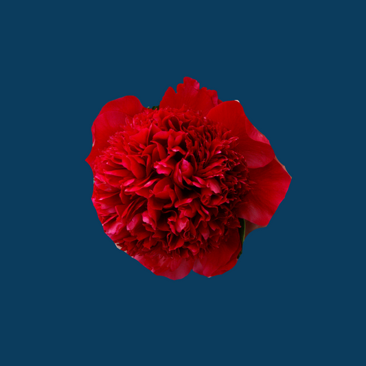 Red Charm | Standout Red Peony