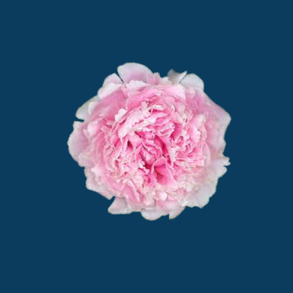 Sarah Bernhardt | Famous Soft Pink Peony