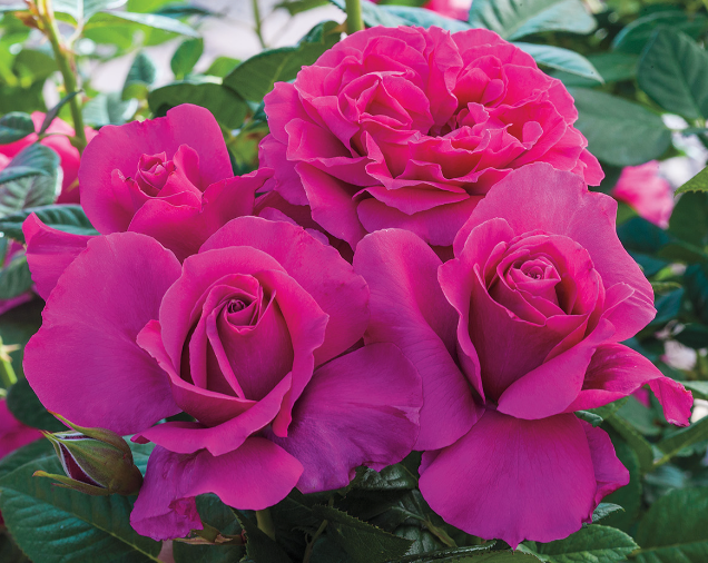 Hot Pink Pretty Lady roses