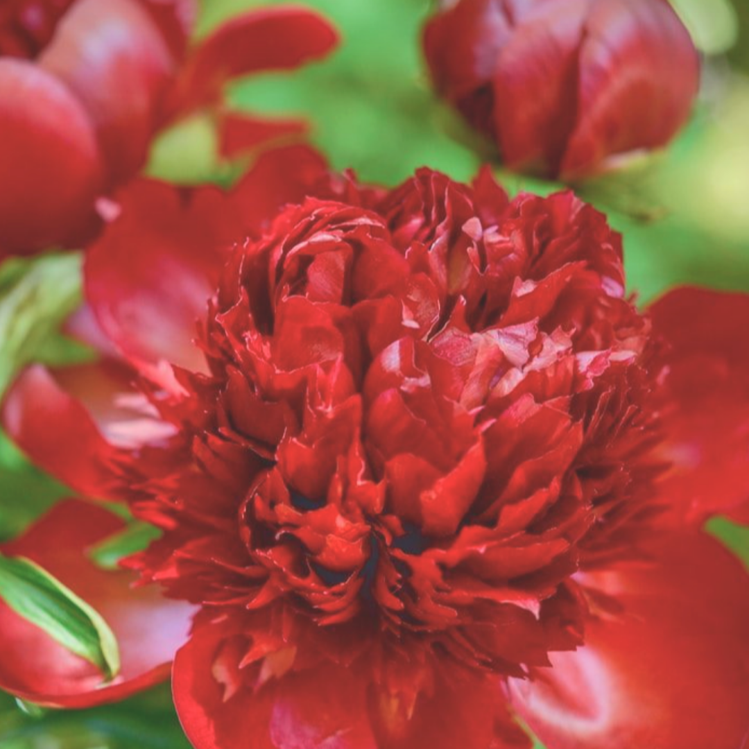 Red Charm | Standout Red Peony