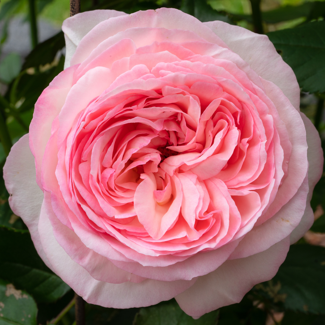 Eden Romantica® | Meilland Roses® Climber