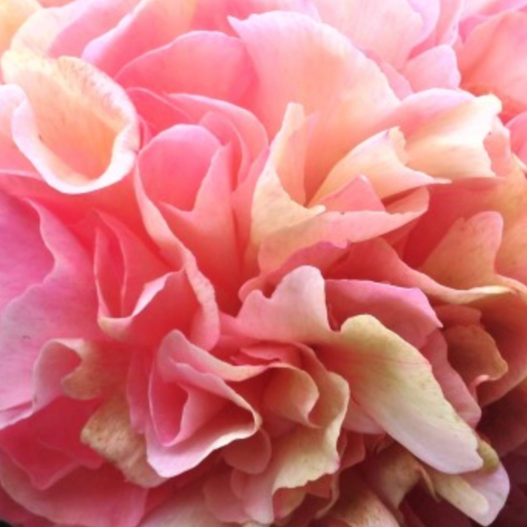 Lois Choice | Exclusive Collector's Peony