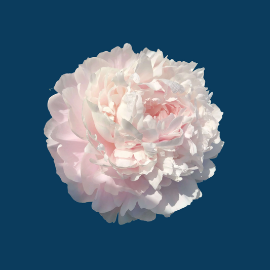 Nancy Nora | Top Preforming Blush Peony