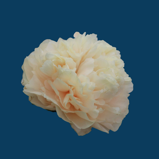 Pastelelegance | Most Desired Peony on the Market